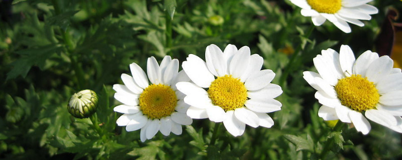 开败的菊花怎么修剪（小菊花开败后怎么修剪）