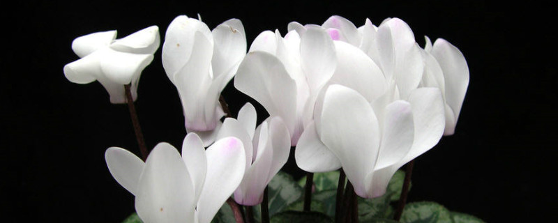 仙客来有毒吗适合在室内养吗 仙客来能放在室外养吗