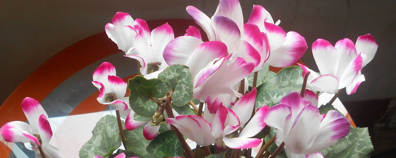 仙客来有花苞不开花怎么办 仙客来为什么有花苞不开花