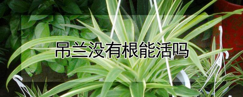 吊兰没有根能活吗 把吊兰的根弄没了还能活吗