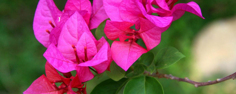 三角梅什么时候发芽(三角梅什么时候发芽长叶)