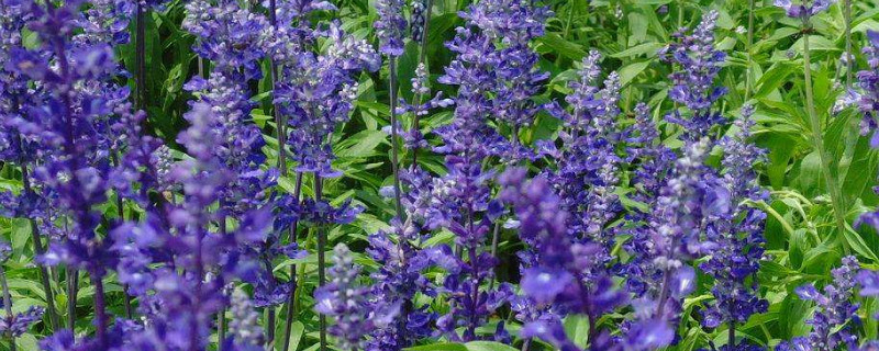 薰衣草花期在几月份（薰衣草花期是几月份）