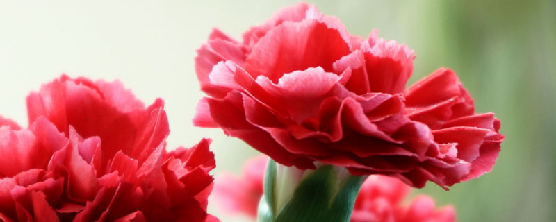 康乃馨花期是什么时候 康乃馨花期是多长时间