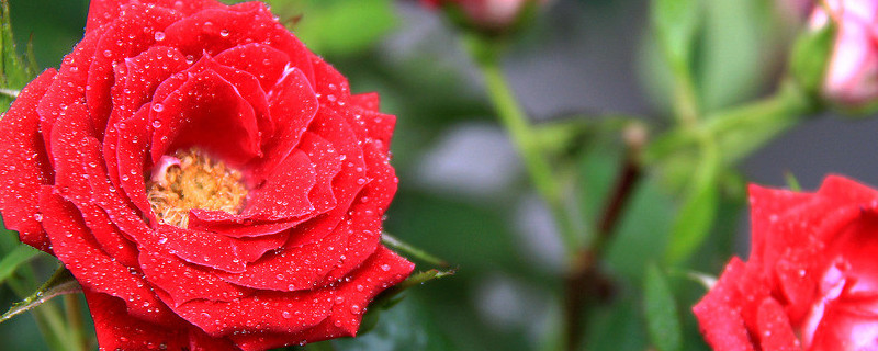 蔷薇花秋天可以种吗 秋天能种蔷薇吗