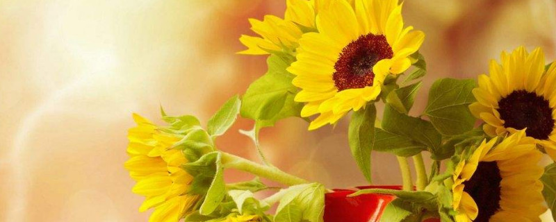 向日葵怎么养 向日葵怎么养家庭养法