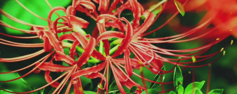 彼岸花春天可以种吗(彼岸花春天开花吗)