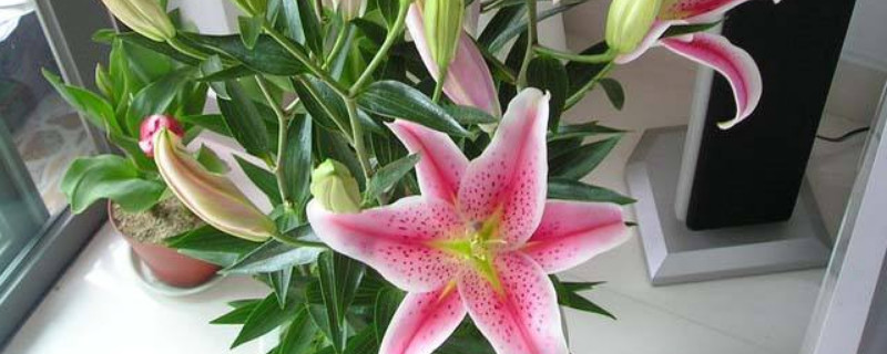 盆栽百合花的养殖方法和注意事项(百合花养殖注意什么)