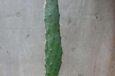 仙人掌浇水要浇透吗