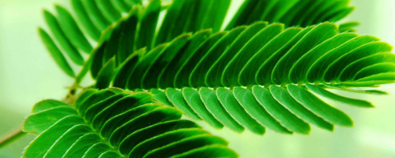 含羞草能在室内养吗 含羞草适不适合在室内养