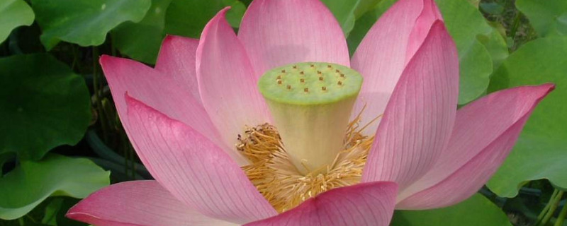 荷花会结果实吗 荷花会结果实吗?