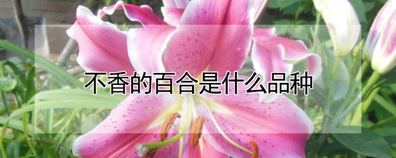 不香的百合是什么品种（特别香的百合是什么品种）
