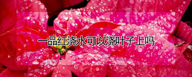 一品红浇水可以浇叶子上吗 一品红浇水的方法
