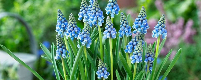 风信子开花后怎样处理（葡萄风信子开花后怎样处理）