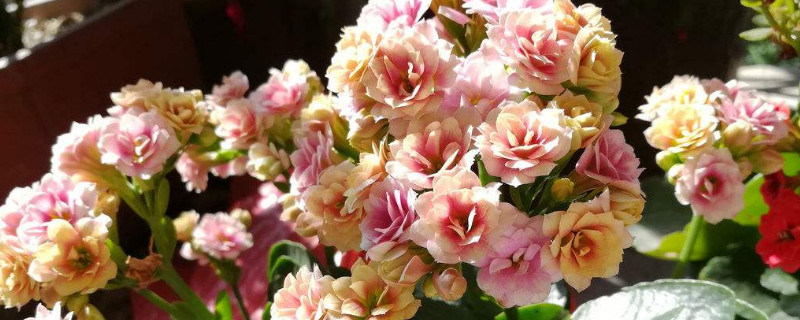 长寿花为什么耷拉头 长寿花花头耷拉