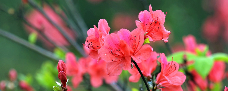 杜鹃花春天怎么养家庭养法 家庭如何养杜鹃花冬天