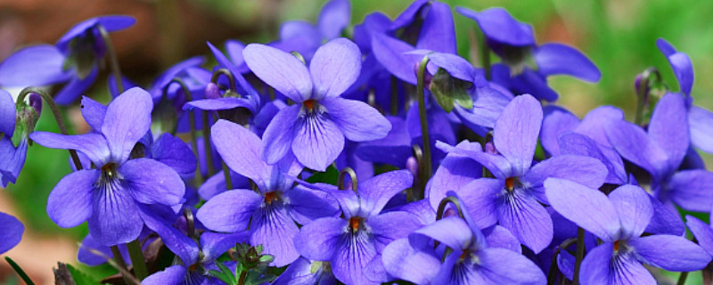 紫罗兰花苗怎么打顶 紫罗兰需要打顶吗