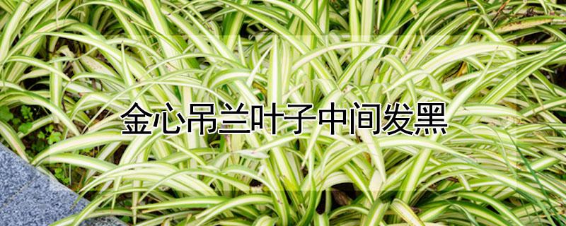 金心吊兰叶子中间发黑(金心吊兰叶子中间发黑,叶子发软)