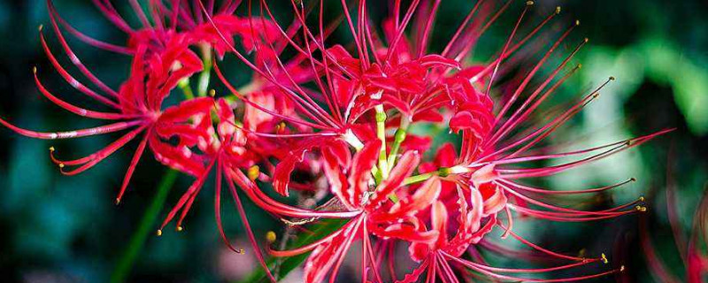 彼岸花种球需要剥皮吗 彼岸花种球要露出来吗