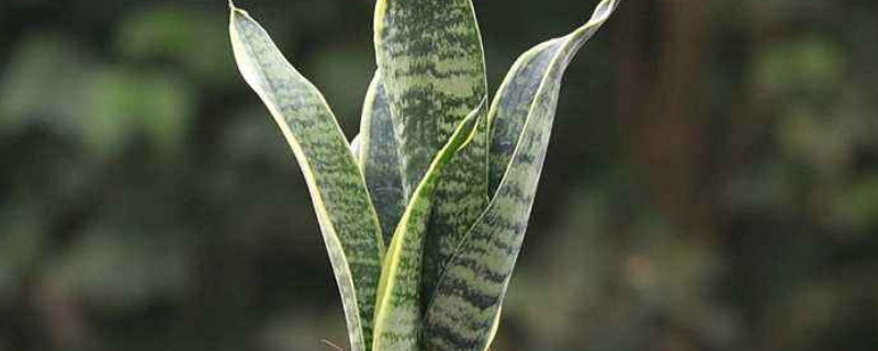 虎皮兰叶子发白是怎么回事 虎皮兰叶子边发白怎么办