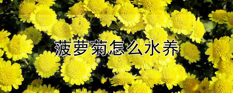 菠萝菊怎么水养 水养菠萝花怎么养