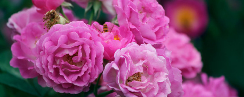 蔷薇花什么时候开花 成都蔷薇花什么时候开花