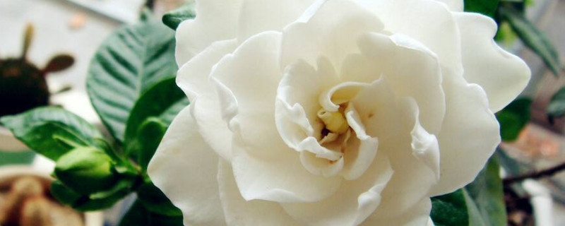 栀子花香味有毒吗 栀子花有毒吗?栀子花的香味有毒吗?