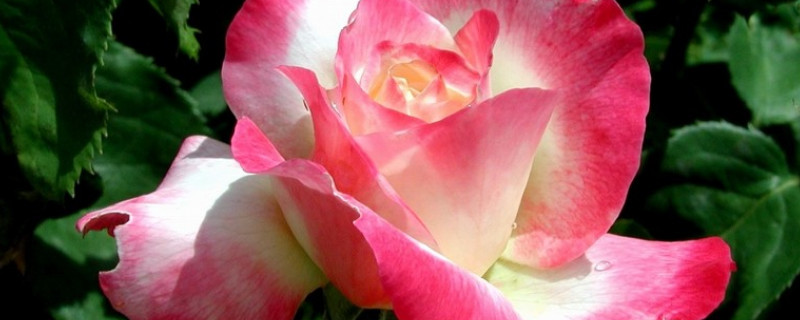 蔷薇花秋天开花吗 蔷薇秋季开花吗?