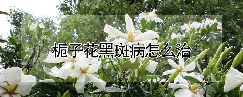 栀子花黑斑病怎么治（栀子花出现黑斑怎么办）