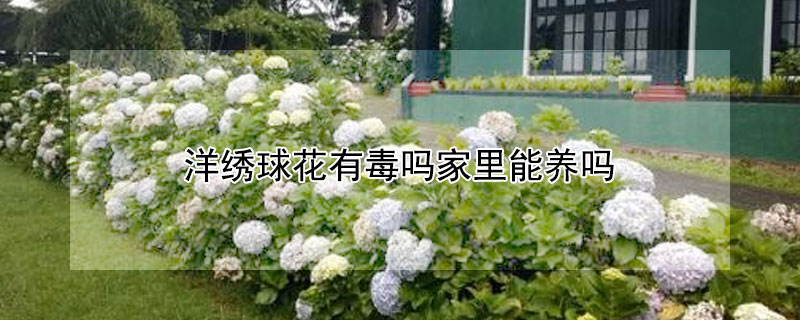 洋绣球花有毒吗家里能养吗 洋绣球花有毒吗 适合在室内养吗