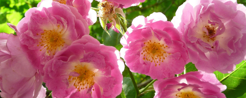 蔷薇花能在室内养吗（蔷薇花能在室内养吗有毒吗）