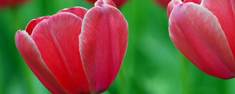 郁金香冬天怎么浇水（郁金香如何浇水施肥）