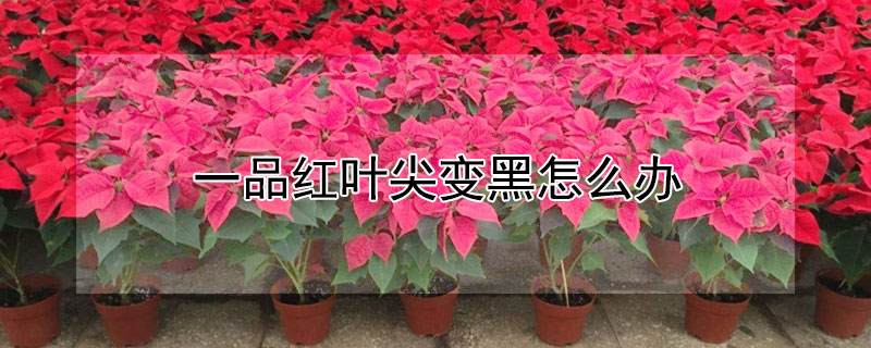 一品红叶尖变黑怎么办 一品红叶子发黄 发黑怎么挽救