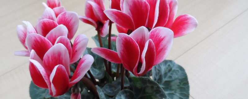 仙客来开花期注意事项（仙客来的花期注意事项）