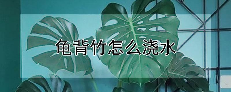 龟背竹怎么浇水 室内养龟背竹怎么浇水