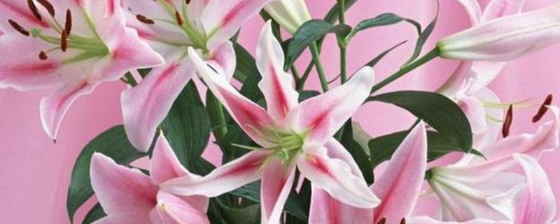 百合花能放卧室吗（百合花能放卧室吗?）