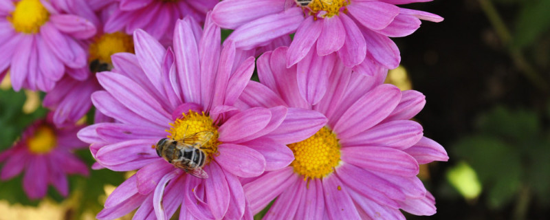 菊花冬天可以换盆吗