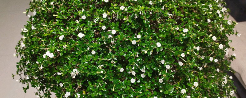 盆栽六月雪叶子发黄 六月雪盆景为什么叶片总黄掉