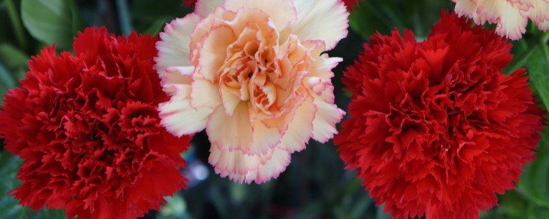 康乃馨不开花需要修剪吗 康乃馨开花后需要修剪吗