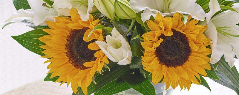 鲜花向日葵可以养几天 向日葵鲜花能养几天