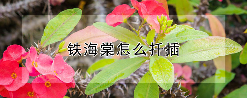 铁海棠怎么扦插 怎样插扦铁杆海棠