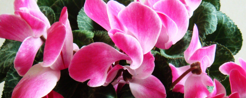 仙客来水培好还是土培好 仙客来适合水培吗