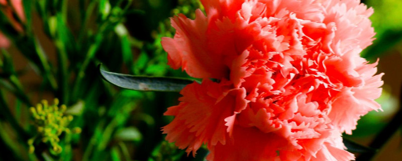 康乃馨种子怎么催芽（康乃馨怎么播种种子）