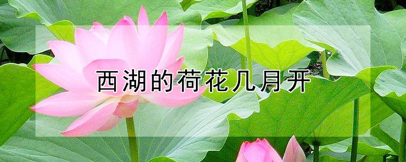 西湖的荷花几月开 西湖什么时候荷花开