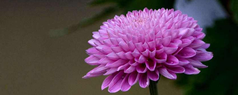 水培菊花的养殖方法（菊花水培注意事项）