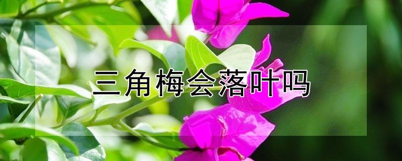 三角梅会落叶吗（三角梅落叶吗?还是它已经死了）