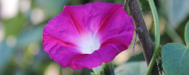 牵牛花冬天可以播种吗（牵牛花什么时候播种比较好）