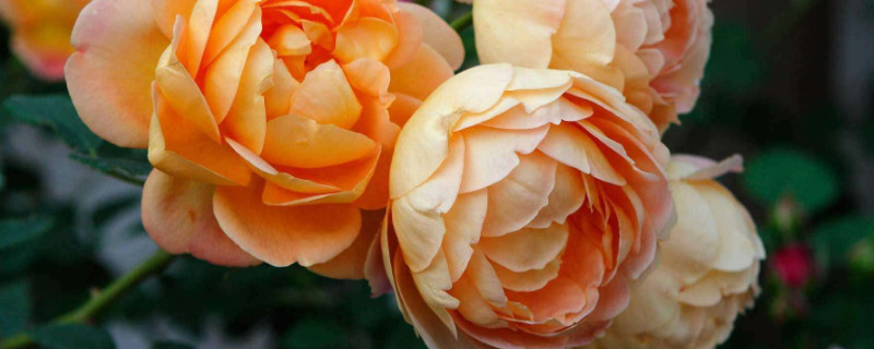 月季怎么抹芽 月季怎样抹芽