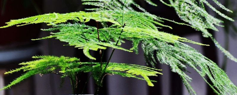 怎样使文竹多萌新发芽（怎么让文竹多发新芽）