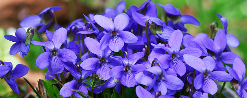 紫罗兰室内养殖方法（紫罗兰盆栽养殖方法）