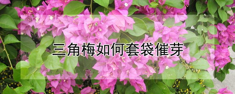 三角梅如何套袋催芽（三角梅套袋子发芽了,但是拿下了又不好了）